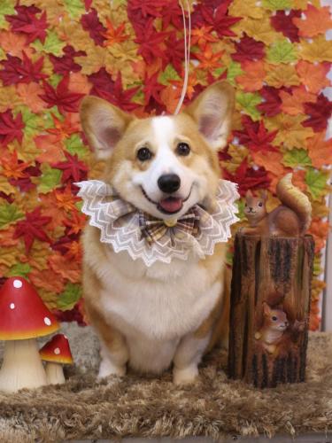 20241102こじろうくん